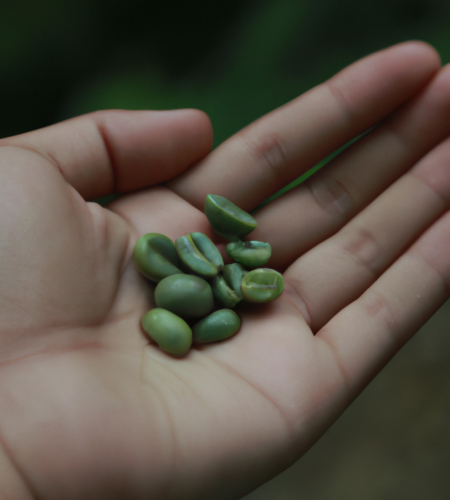 green coffee beans